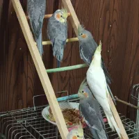 فروش گرینچیک و عروس هلندی|پرنده|همدان, |دیوار