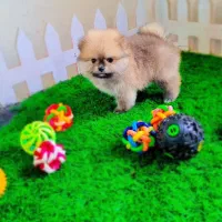 پامرانین عروسکی|سگ|اصفهان, فرهنگیان|دیوار