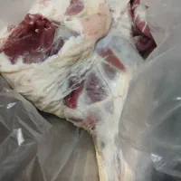 شک،گ و ش ت|حیوانات مزرعه|دهلران, |دیوار