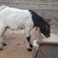 فروش یک عددبزغاله نر سرحال