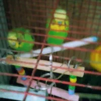 مرغ‌عشق نر و ماده