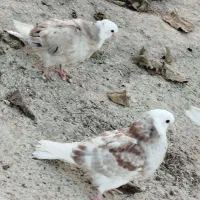 کفتر|پرنده|ماهنشان, |دیوار