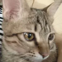 گربه حمایتی|گربه|مشهد, کوشش|دیوار