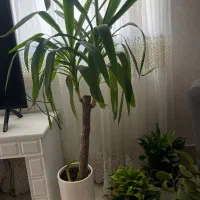 گل آپارتمانی|گل و گیاه طبیعی|صدرا-فارس, فاز ۱|دیوار