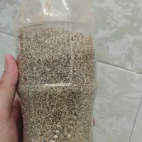 بذر درجه یک|گل و گیاه طبیعی|کوهدشت, |دیوار