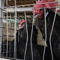 تخم نطفه دار مرندی اصل