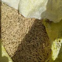 فروش جو محلی در چگنی