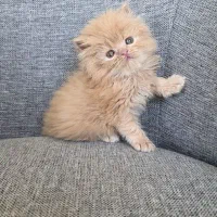 پرشین های زیبا و خاص|گربه|کرج, عظیمیه|دیوار