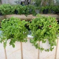 گل آپارتمانی