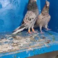 جفت کوهی دم سفید هفت رنگ عتیقه