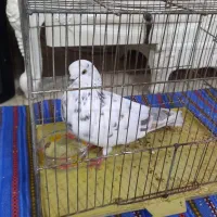 یک عدد کبوتر ماده