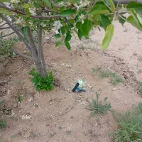 فروش باغچه 1000متری کوهچنار