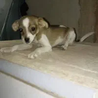 سگ.|سگ|کاشان, رسالت|دیوار
