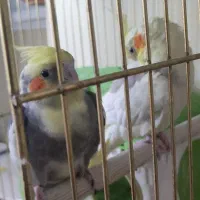 عروس هلندی|پرنده|تهران, جنتآباد مرکزی|دیوار