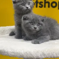 گربه اسکاتیش بلو