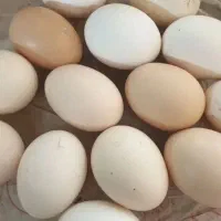 تخم مرغ محلی