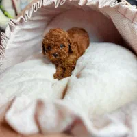 سگ پودل توی..پودل عروسکی ۷۰ روزه