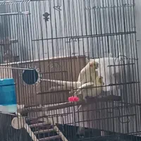 عروس هلندی لوتینو|پرنده|قمرود, |دیوار