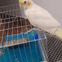 طوطی عروس لوتینو دستی|پرنده|فومن, |دیوار