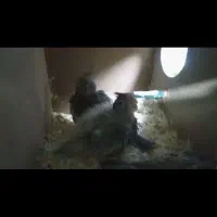 جوجه عروس هلندی