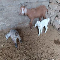 بز نژدی|حیوانات مزرعه|بهبهان, |دیوار