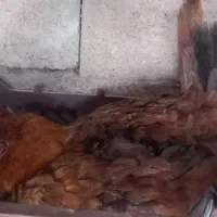 مرغ پاکستانی