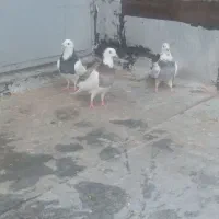 ستا کفتر درجه یک بگرد