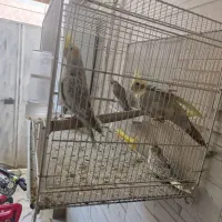 عروس هلندی|پرنده|گرگان, |دیوار