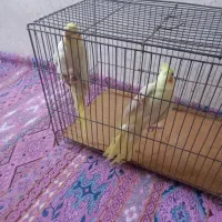 عروس هلندی|پرنده|اردبیل, |دیوار