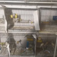 جفت قناری های آماده