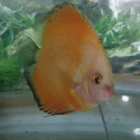 گله ده عددی دیسکس زیبا و سالم|ماهی|شیراز, شهرک بهار|دیوار