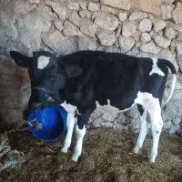 گوساله ماده