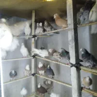 کفتر و کبوتر زمینی و پرشی|پرنده|اسلام‌شهر, شهرک مفیدی|دیوار