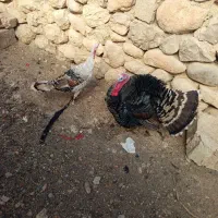 یک جفت بوقلمون نر و ماده|حیوانات مزرعه|سپیدان, |دیوار