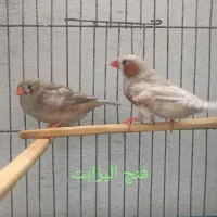 فنچ کینگ جامبو و الیزابت