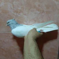 اشعل.کله ای.سینه ای|پرنده|اهواز, زیباشهر|دیوار