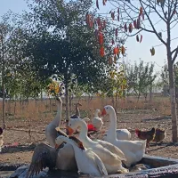 فروش تخم قوغاز چینی سنکین وزن|حیوانات مزرعه|اردبیل, |دیوار