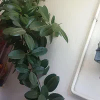 گل فیکوس|گل و گیاه طبیعی|خرمآباد, |دیوار