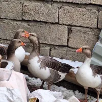 قاز محلی اصل