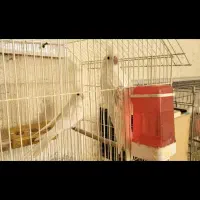 جفت عروس هلندی آلبینو مولد|پرنده|بندر ماهشهر, |دیوار