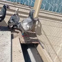 6 عدد کبوتر