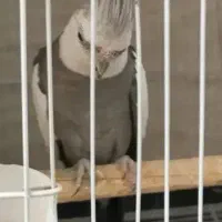 عروس هلندی وایت فیس سخنگو|پرنده|آذرشهر, |دیوار