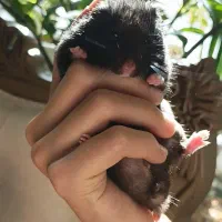 دو عدد همستر سوری رنگ سفید و مشکی بالغ و بچه زا