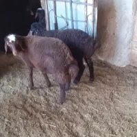 بره نر و ماده|حیوانات مزرعه|گلپایگان, |دیوار