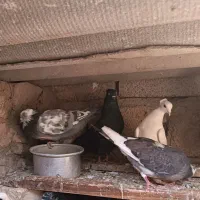 کبوتر زاق و تهرانی