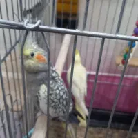 عروس هلندی و مرغ عشق|پرنده|مشهد, ایثار|دیوار