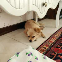 سگ پامر اشپیتز|سگ|شهریار, رضی آباد بالا|دیوار