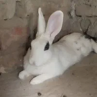 دو عدد خرگوش گم شدند