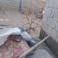کفتر جوجه