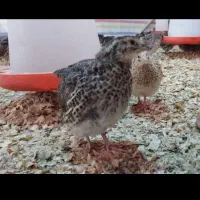 فروش بلدر چین زنده ارگانیک|حیوانات مزرعه|قائم‌شهر, |دیوار